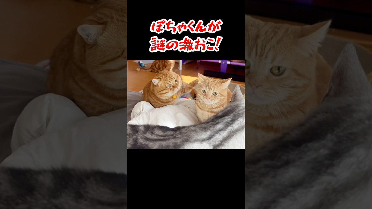温厚な猫が突然ブチギレた瞬間！ #猫 #マンチカン #shorts