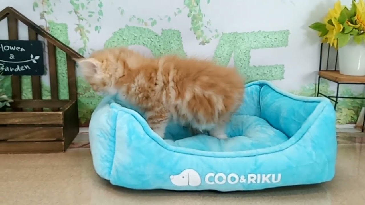 664560 ラガマフィン