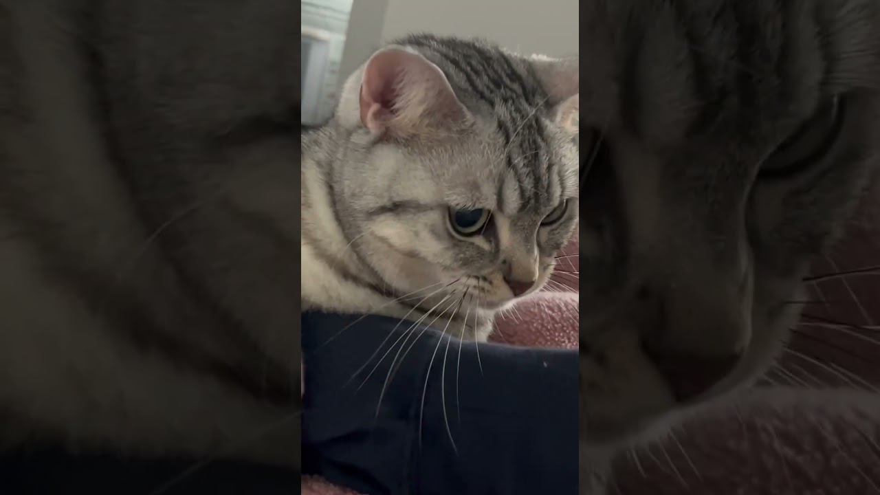 飼主が出勤前の猫のルーティンをご覧ください笑【#Shorts】