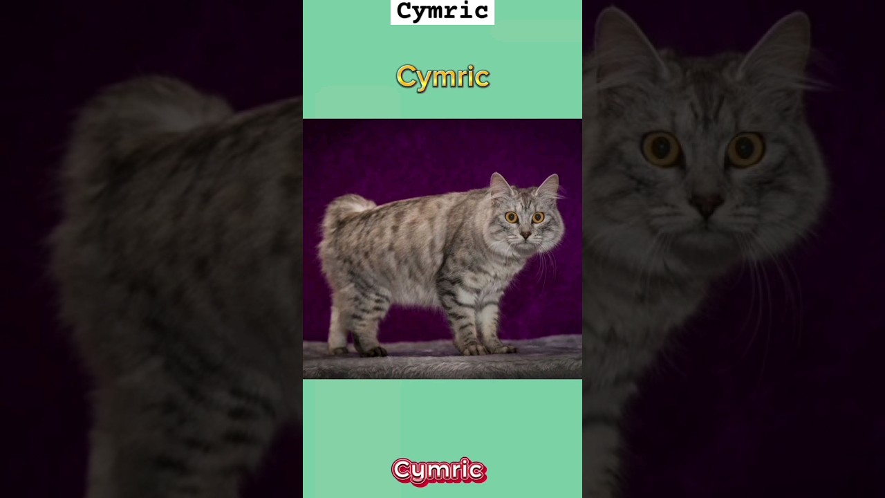 Especies de Gatos. Cymric. #animals #animales #gatos #viral #shorts