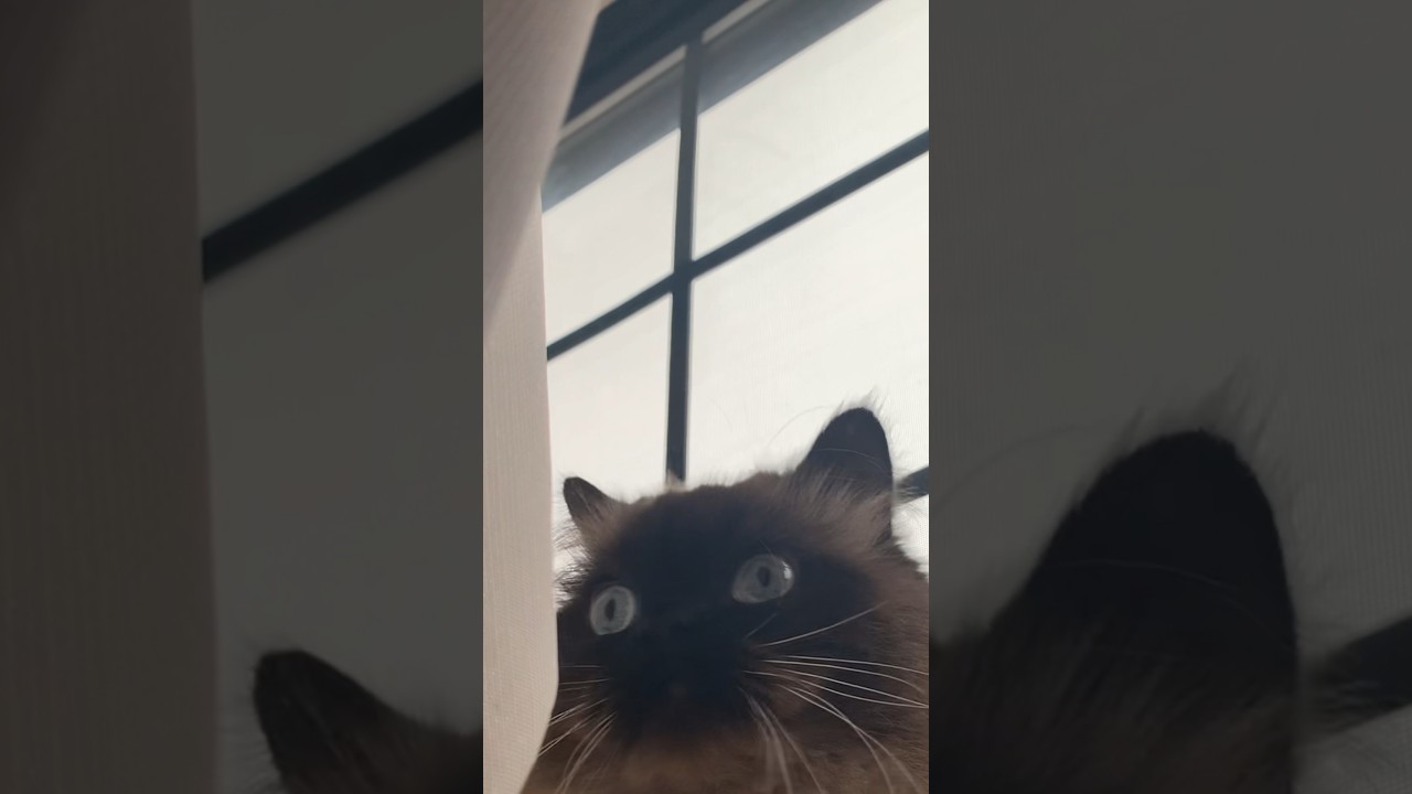 振り向きげんたくん#猫 #ヒマラヤン #猫のいる生活 #shorts