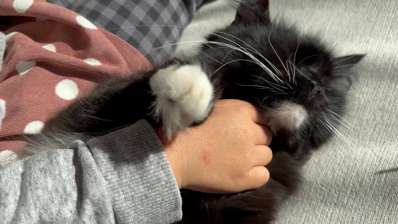 究極の甘えん坊猫　ラガマフィンThe ultimate spoiled cat. Ragamuffin