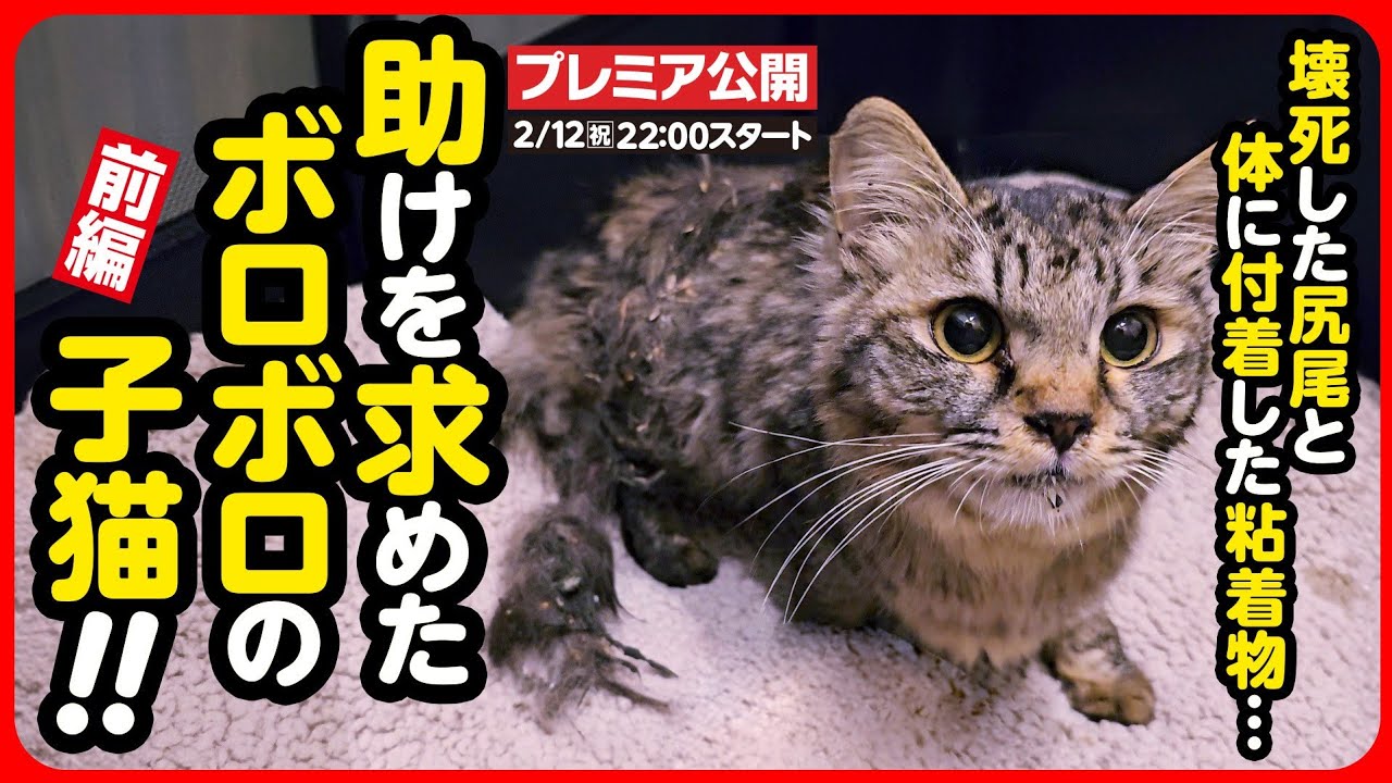 【野良猫 保護】壊死した尻尾...体はベタベタ毛玉だらけ...ボロボロの体で助けを求めた子猫【前編】