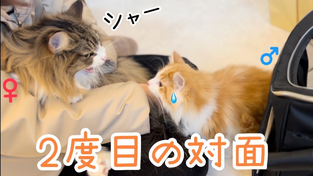何度威嚇されてもめげずにアプローチを続ける子猫【ノルウェージャンフォレストキャット】 #cat Kittens and adult cats become friends