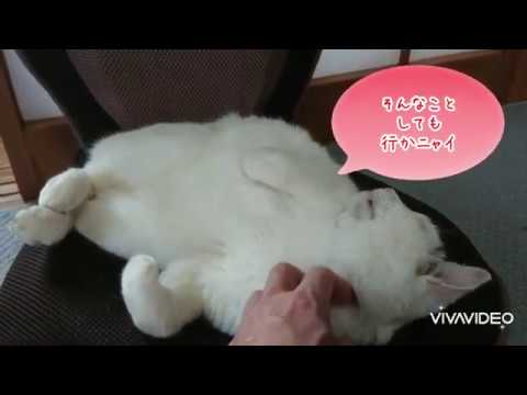 【ゆるさんぽ】ゆきちゃん！いい天気になったよ！そろそろ、お散歩行こうか？… 行かニャイ…。｜ジャパニーズ・ボブテイル｜熱海｜伊豆