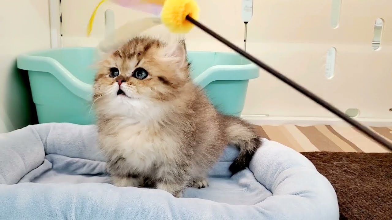 ペルシャ　ボーッとしている　のんびりさん