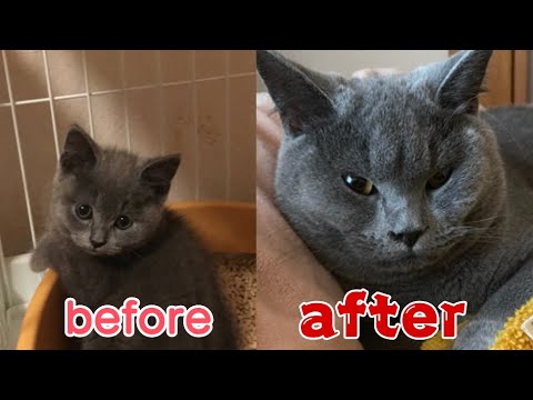 【なんと6倍】ブリティッシュショートヘアの子猫、生後2～8か月成長まとめ