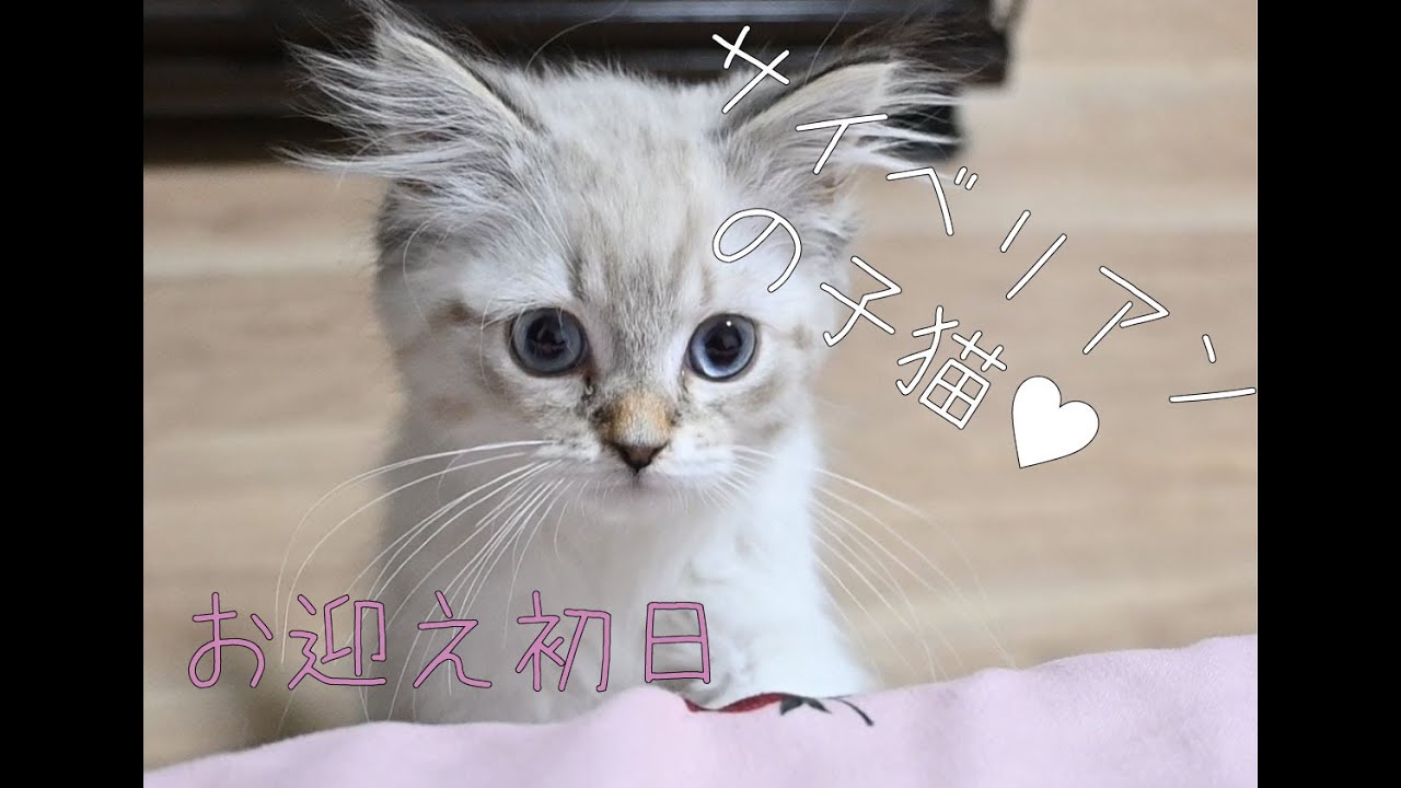 【猫ちゃんお迎え】サイベリアンの子猫をお迎えします。