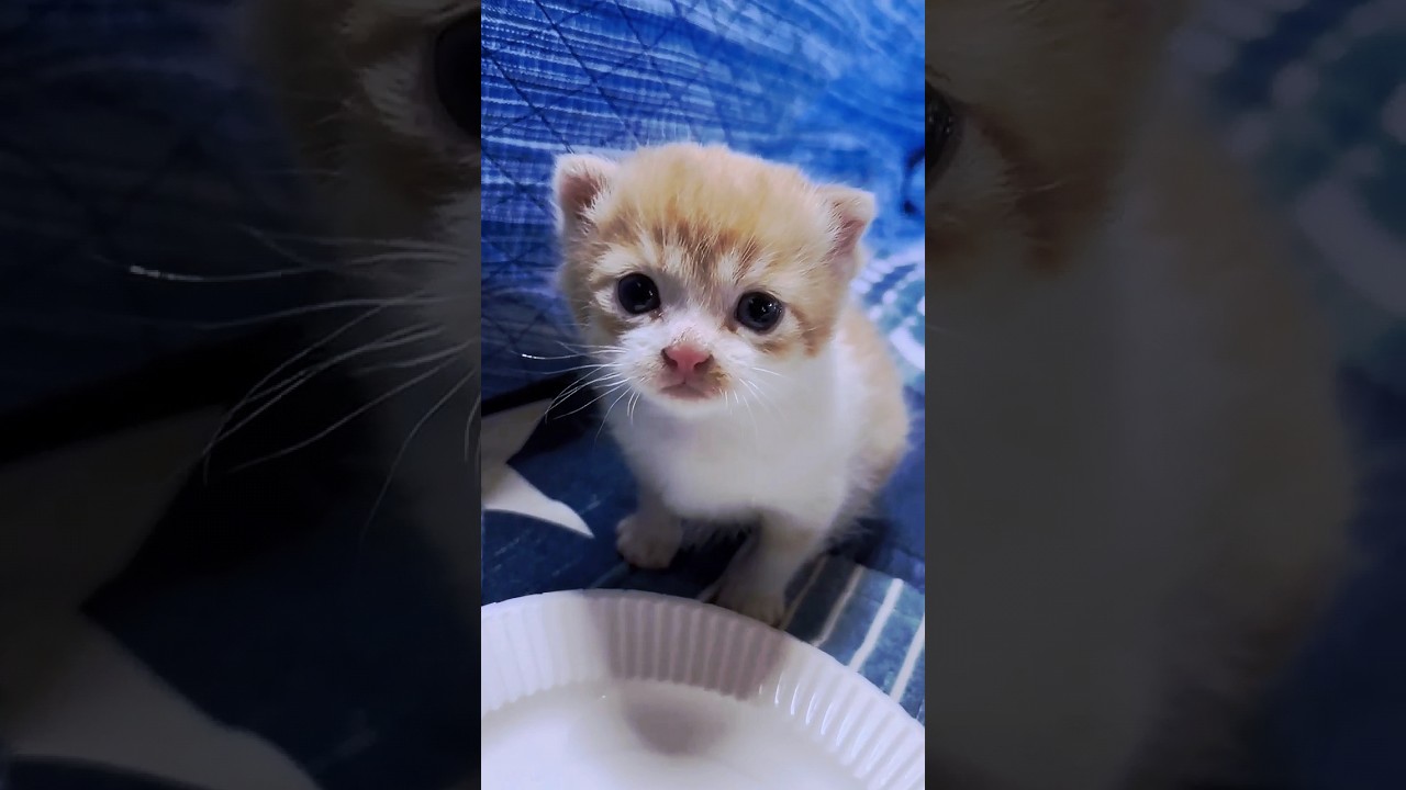 子猫を保護しました（1日目） #こねこ  #ねこ  #保護猫