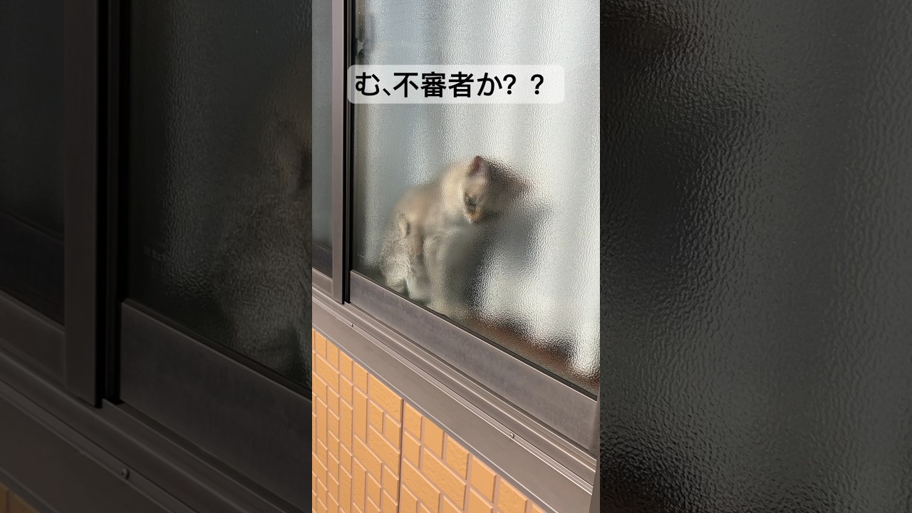 すりガラス越しのシンガプーラ