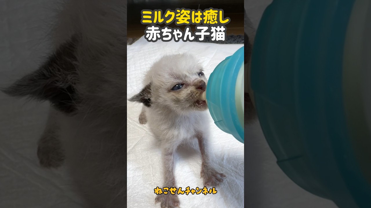 生後10日のシャム君・ミルク姿は癒し💗【ねこせんチャンネル】