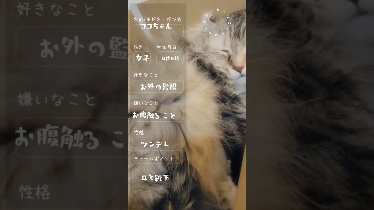 #ココ #猫 #アメリカンカール  #うちにはこんなのがいます #チャンネル登録お願いします #迷彩莉 #推してくれますか  #推し変なんて許さない #capcut