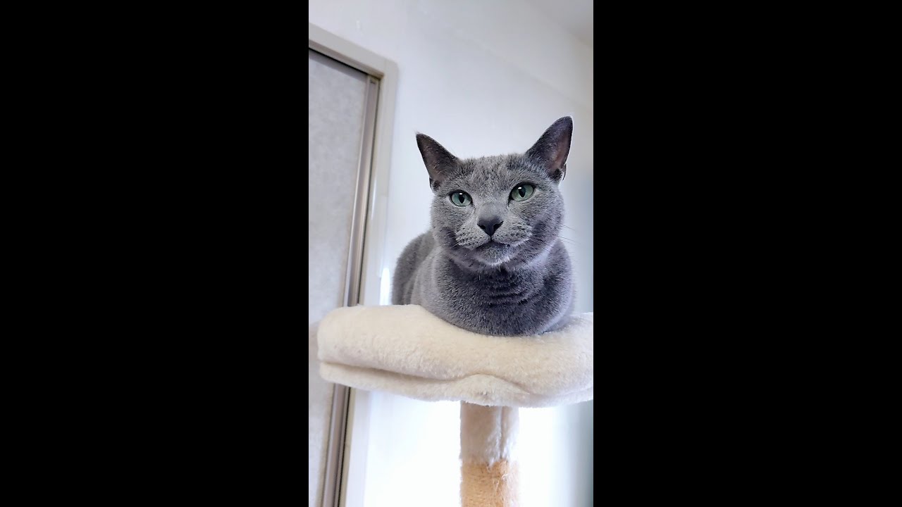 【猫動画】カーテンを閉めると怒るロシアンブルー【Russian blue】Russian Blue gets angry when you close the curtains