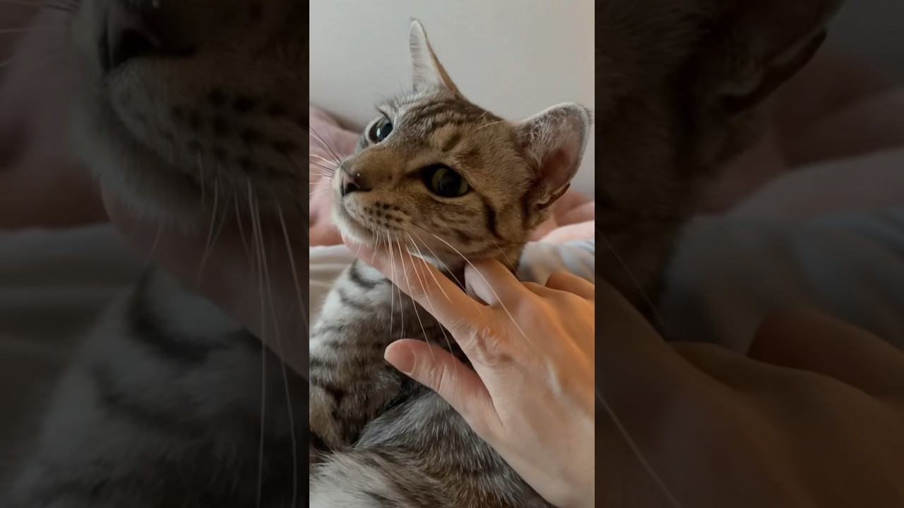 おはよ🐈甘えん坊ユキオ❷ #cat #ニャン #癒し#オシキャット