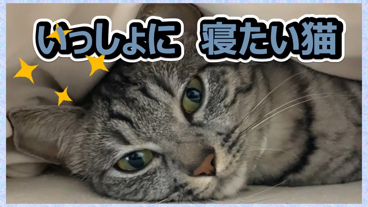 【一緒に寝たい💖スズ】毎晩いっぱい😻甘えてくれるのが 嬉しすぎ💖【スズと二人暮らし】