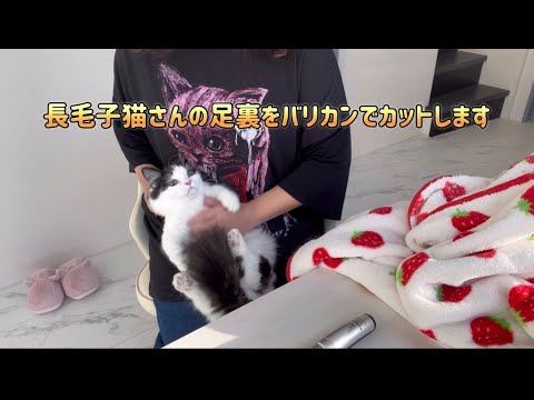 【マンチカンこねこの月ちゃん】ロングヘアーの子猫バリカンで足裏のお手入れをいたします！#munchkin #munchkinkitten