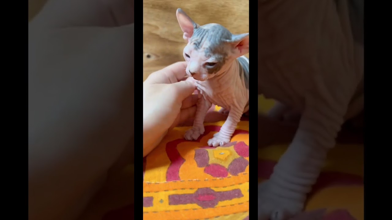 スフィンクス とても可愛いキャリコの女の子です♡