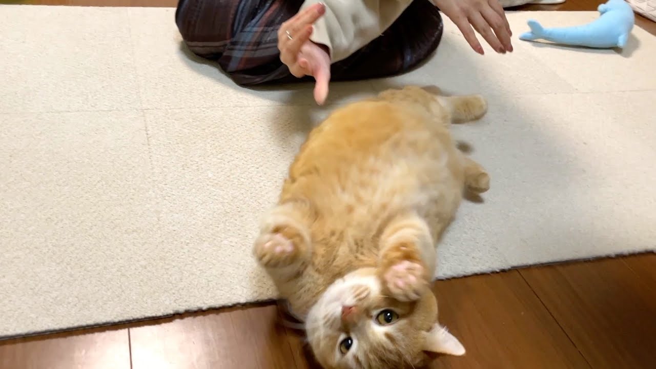 転がされ方がプロ並みなコロコロ猫