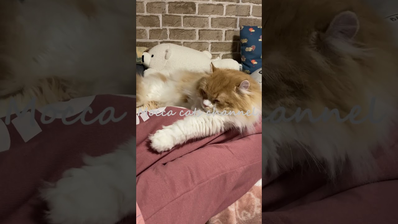 ｖｓ．ママの足 #shorts  #猫 #アメリカンカール #cat