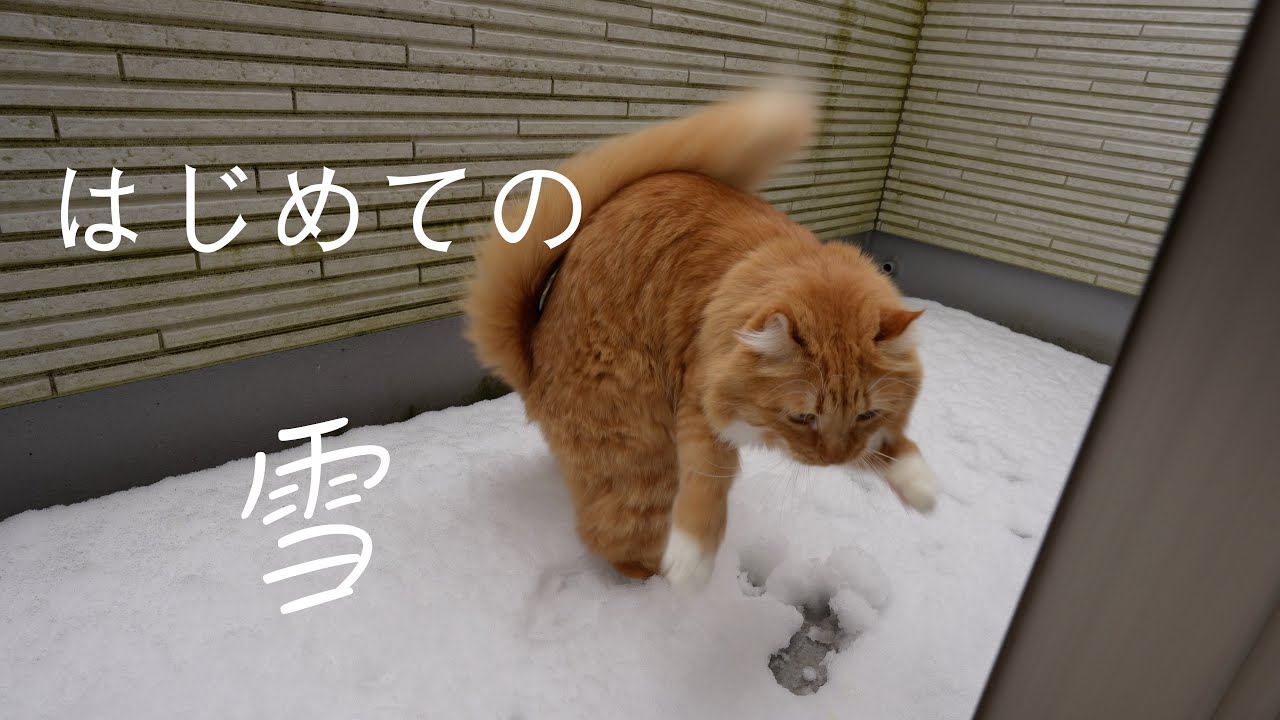 はじめて雪をみた先住猫