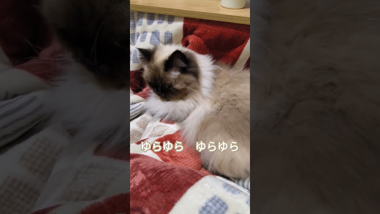 全くどける気がない猫 #cat #ヒマラヤン #ねこ