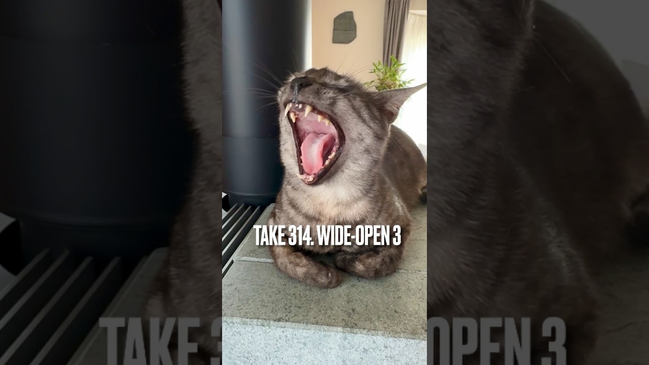 #おはようにゃん ❗️#エジプシャンマウ #egyptianmau #今日も元気でありがとう #猫あくび #薪ストーブ 大好き❤ #shorts