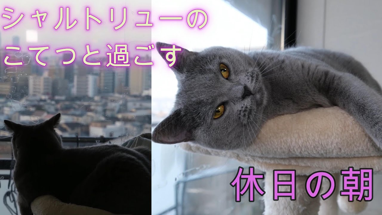 シャルトリューのこてつと過ごす。休日の朝。