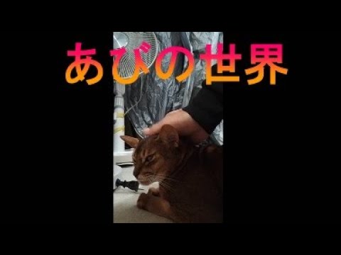 ネコ動画あび＃2978　あびの毎日　アビシニアン　あび