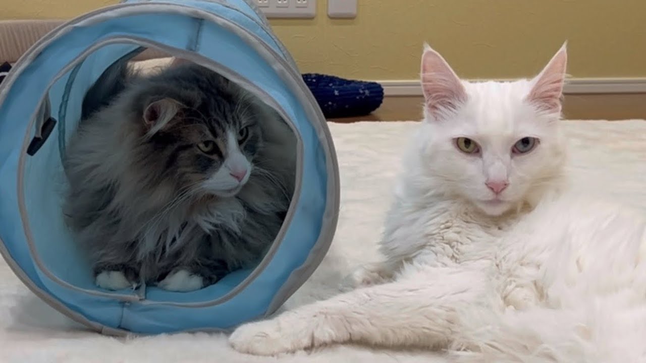 【のんびり】自由気ままに暮らすもふ猫たちの、のほほ〜んな日常✨ターキッシュアンゴラとノルウェージャンフォレストキャット❣️