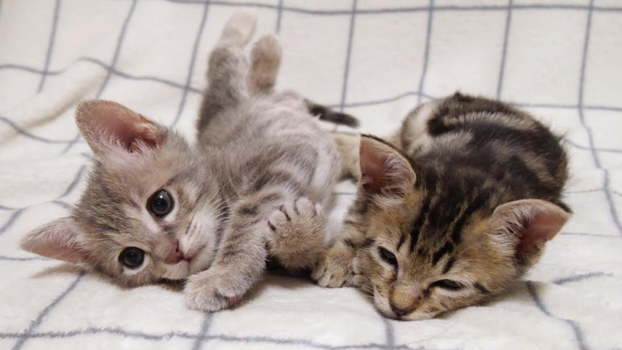 早く早くとカワイイ鳴き声で子猫がご飯の催促した後は仲良くお昼寝タイム【赤ちゃん猫　保護猫】