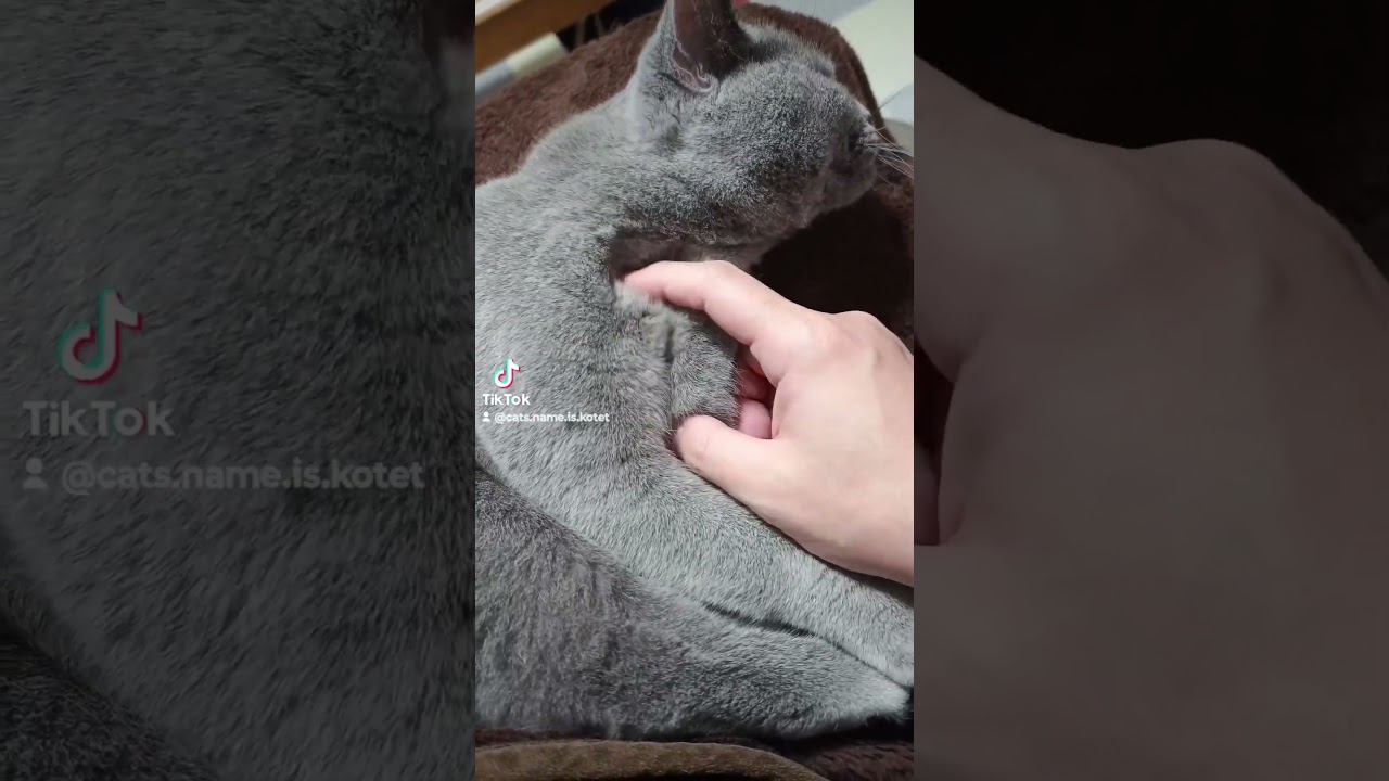 シャルトリューの毛がモフモフな理由(Why Chartreux's fur is fluffy)