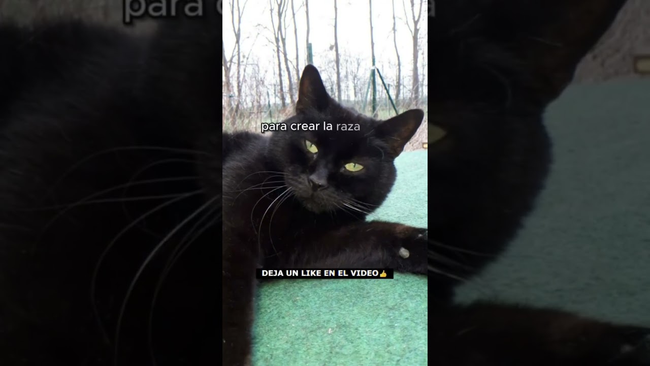 Datos sobre el Bombay Cat, el Mini Leopardo #shorts