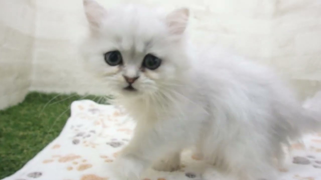 ペットショップcoo&riku No.00664794 ペルシャ