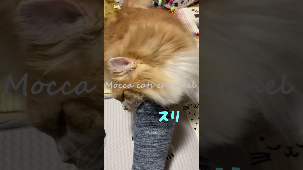 ｖｓ．パパの足 #shorts  #猫 #アメリカンカール #cat