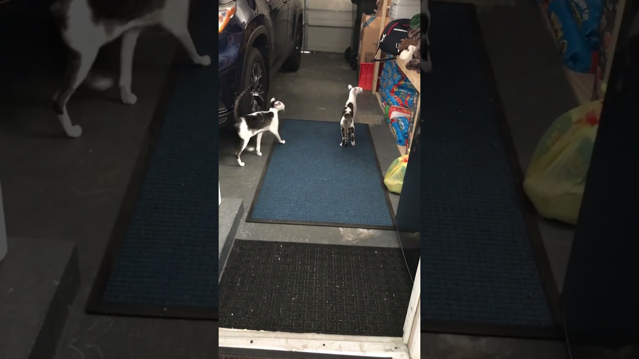 Who else misses Teddy’s honk?