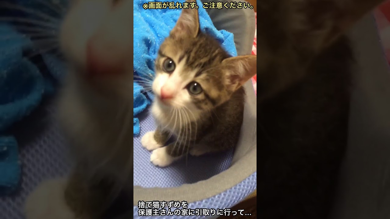 #Shorts 捨て猫だった子猫のすずめが家族になって撮ったはじめての動画。