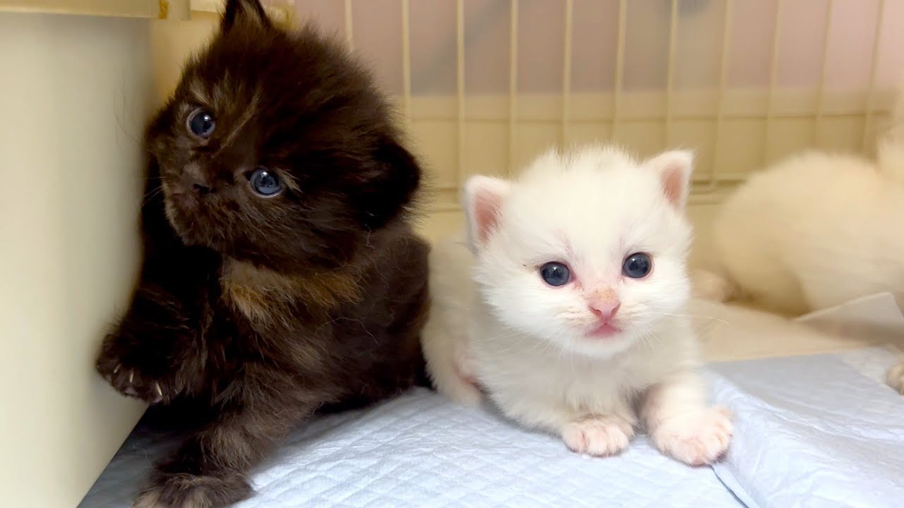 【マンチカンの子猫】猫も人も子供の教育は大事だと思った件 ～猫のいる生活Vol.887～出産動画 マンチカン短足・ミヌエット・ペルシャ猫専門ブリーダー『ペット蔵人』【子猫の成長記録】