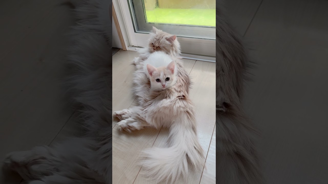 マンチカン長足女の子🩷 【お問合せ詳細は説明欄に記載あります】 #スクーカム #ブリーダー直販 #マンチカン #ミヌエット #ラパーマ #子猫 #子猫販売 #猫 #猫のいる暮らし #猫動画