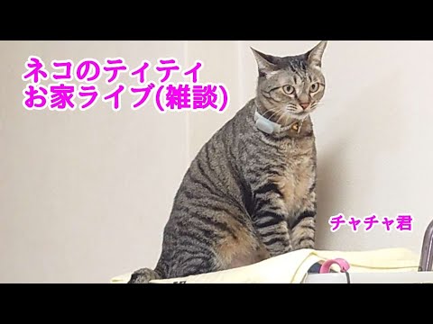 ネコのティティ ライブ(雑談)  2月11日(日)午前10時〜   1時間ぐらいの予定です
