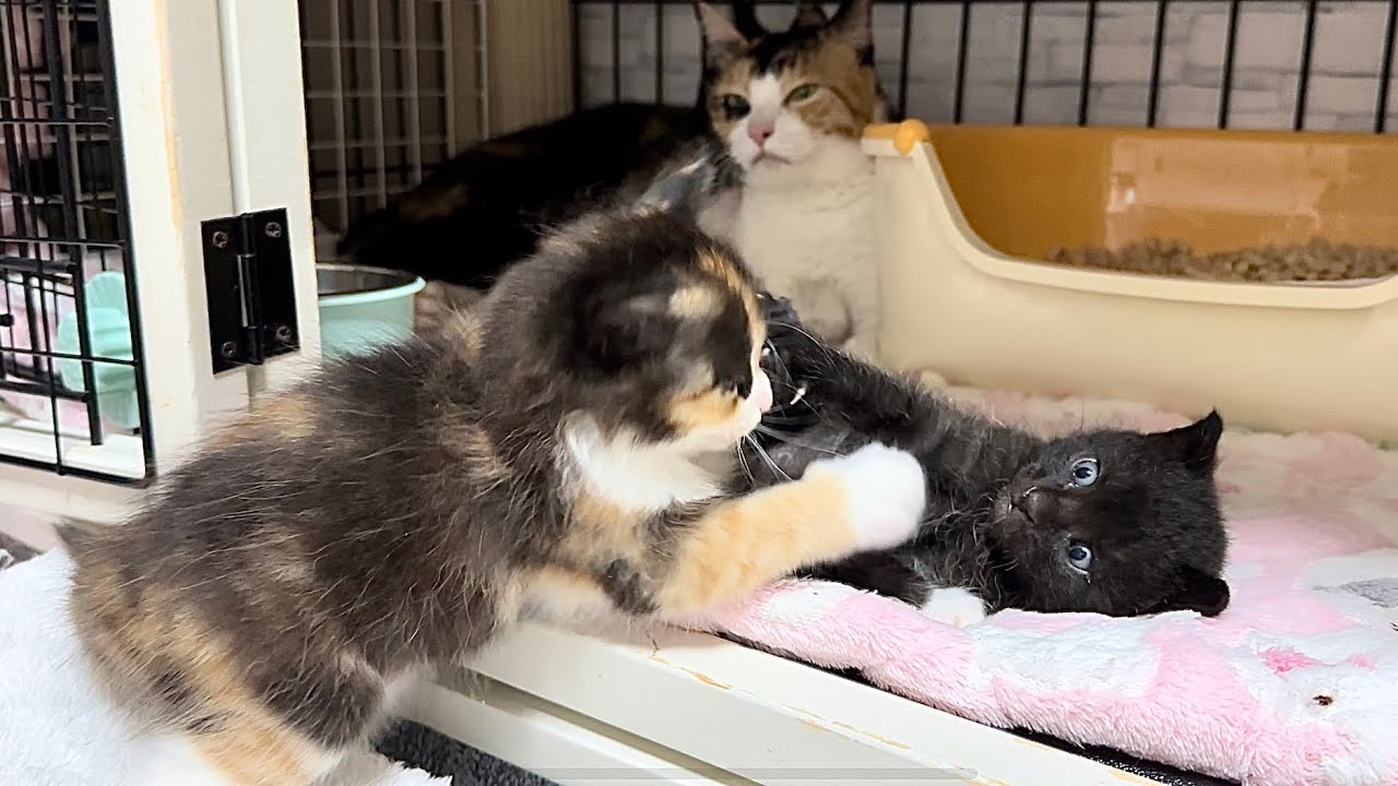 生後23日VS生後35日 子猫にゃんプロ！はたして勝者は？！【ポノfam物語#20】Wrestling kittens 12 days apart in age.