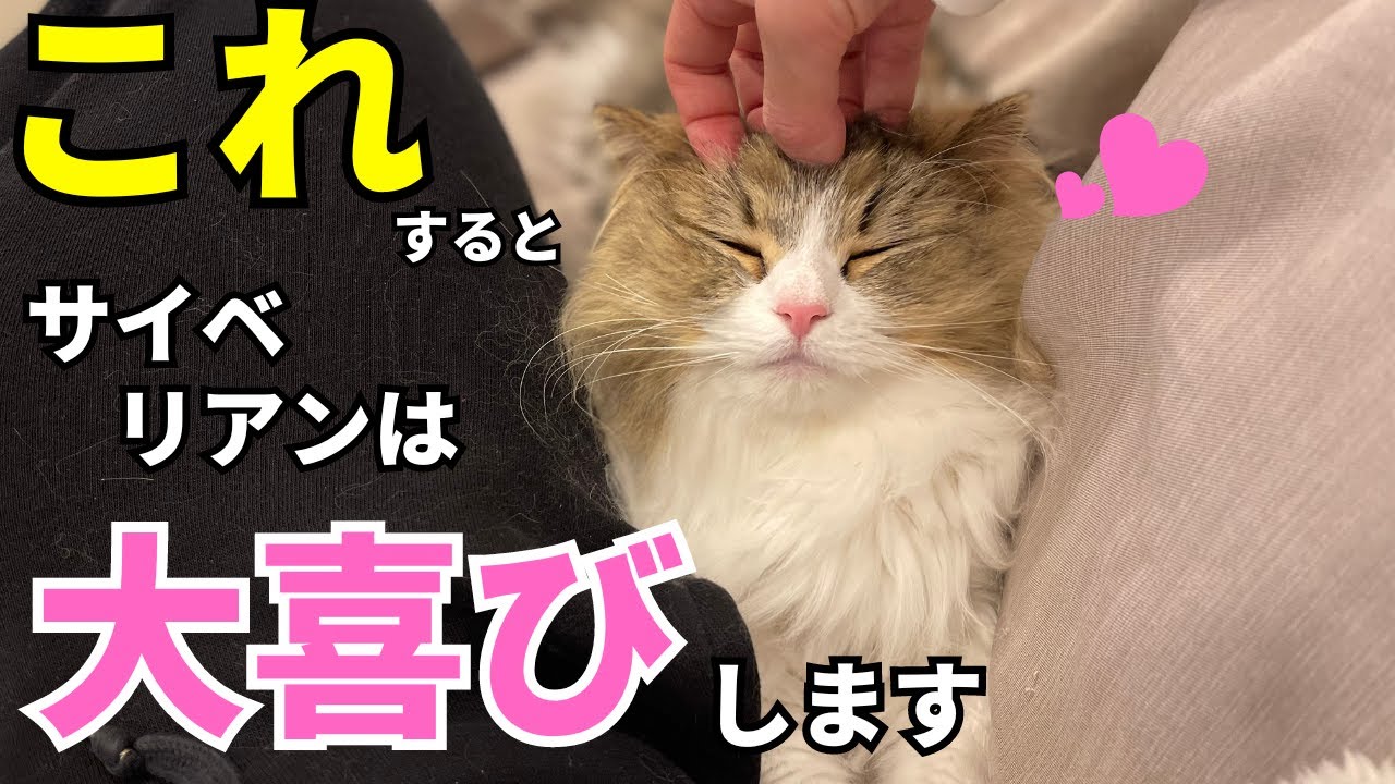 【フルバージョン】サイベリアンが幸せを感じる飼い主の行動11選