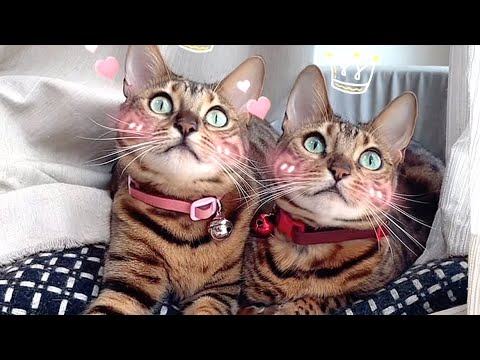 美人母娘猫ベルリン❤💗 #shorts