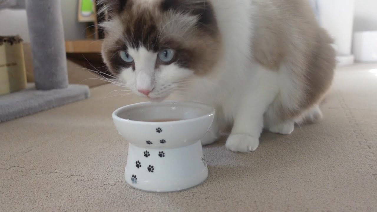 【ラグドール】ちゅーる水が欲しくて鳴き止まない猫がこちら【猫動画】