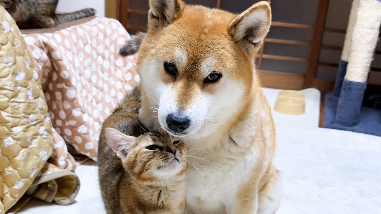 子猫の頃から成長を見守ってきた柴犬ママは猫たちにとても好かれています