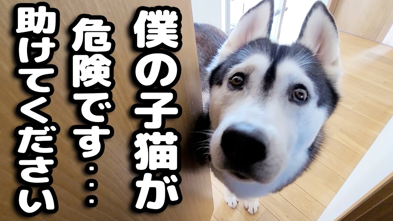 最愛の子猫が困って助けを呼びにきたハスキー犬について行くと...