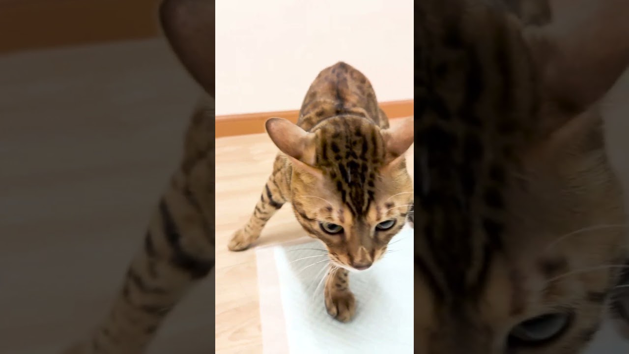 何かに突然威嚇するベンガル猫 #shorts #ベンガル #猫