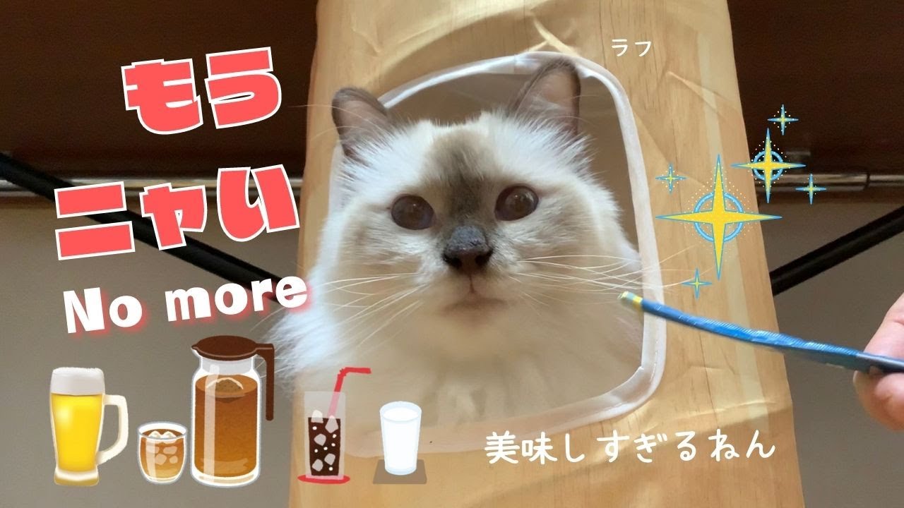 バーマン猫も大好きチャオちゅ～る【もうニャい】No more（バーマン猫）Birman/Cat