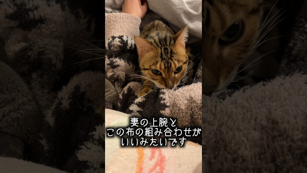 ついにおじさんの乳をチュパチュパしだしたロゼ #ルトロゼ #ベンガル  #猫