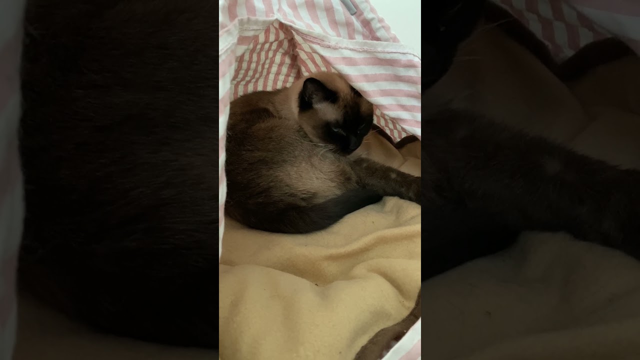 【2024.02.13】今日のシャム猫のふくさん（音無し）【たぬき猫】 #shorts