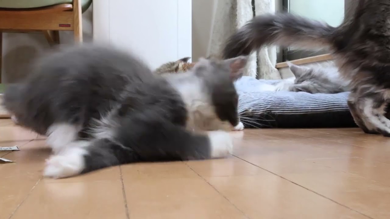 3匹の若いメインクーン子猫たち